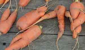 Почему морковь корявая